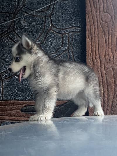Purebreed Husky Urgent sale