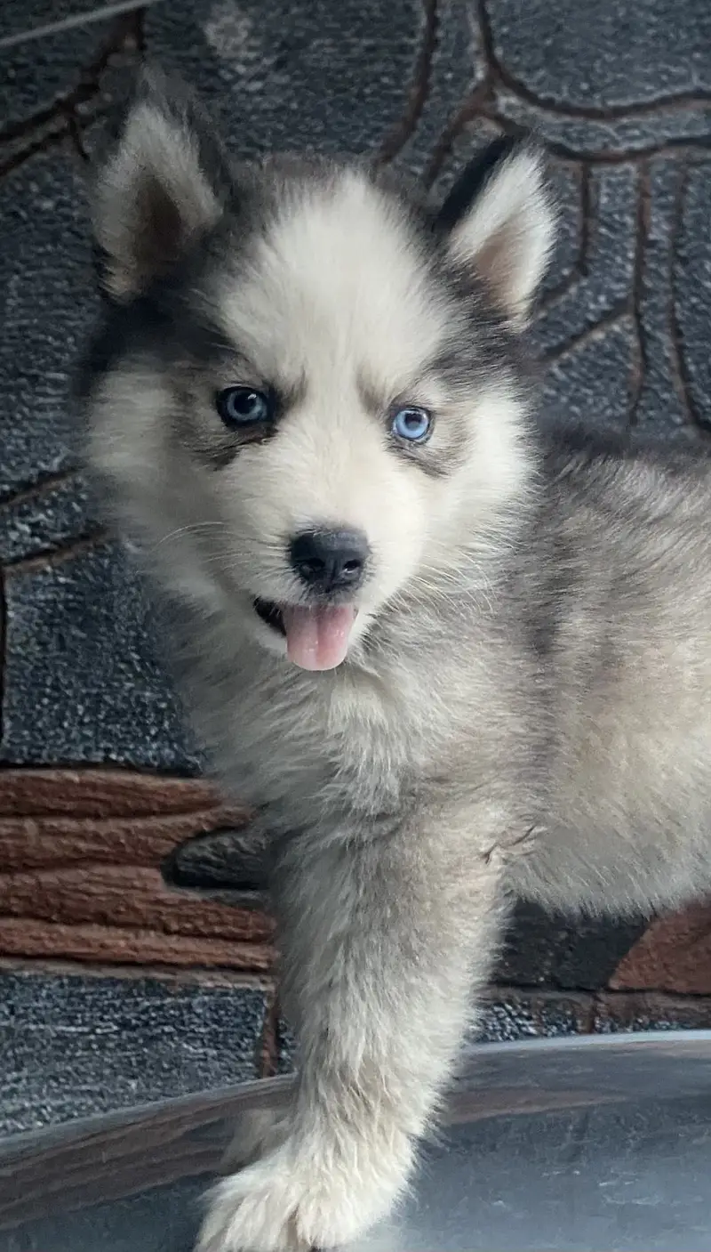 Purebreed Husky Urgent sale — photo 2