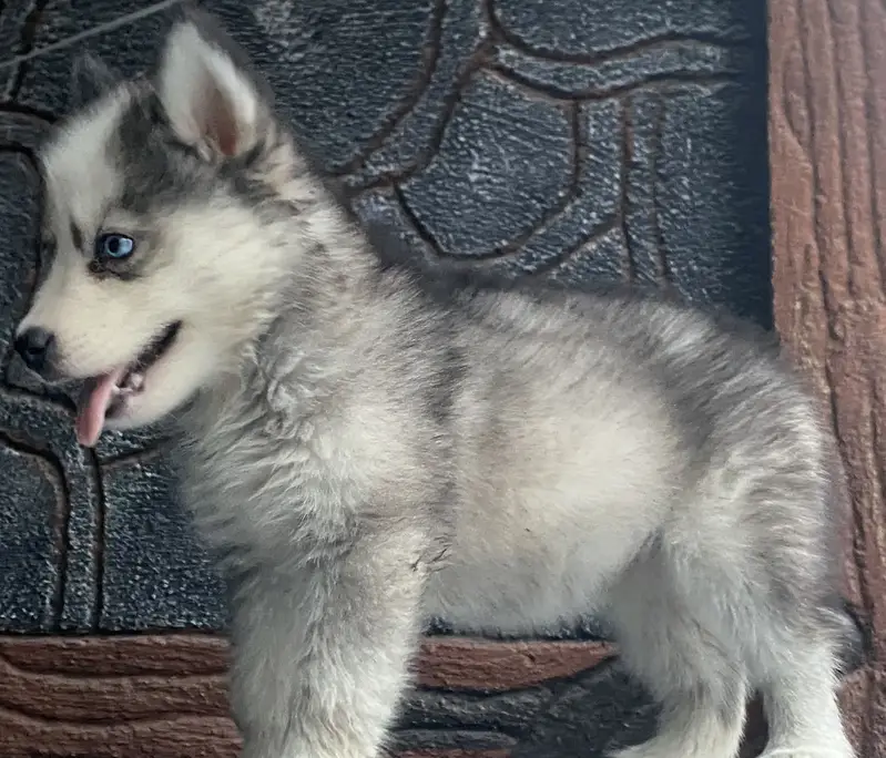 Purebreed Husky Urgent sale — photo 3