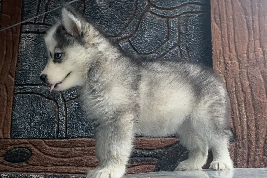 Purebreed Husky Urgent sale — photo 4