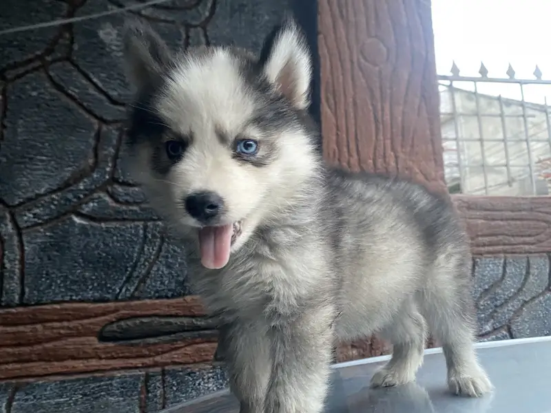 Purebreed Husky Urgent sale — photo 5