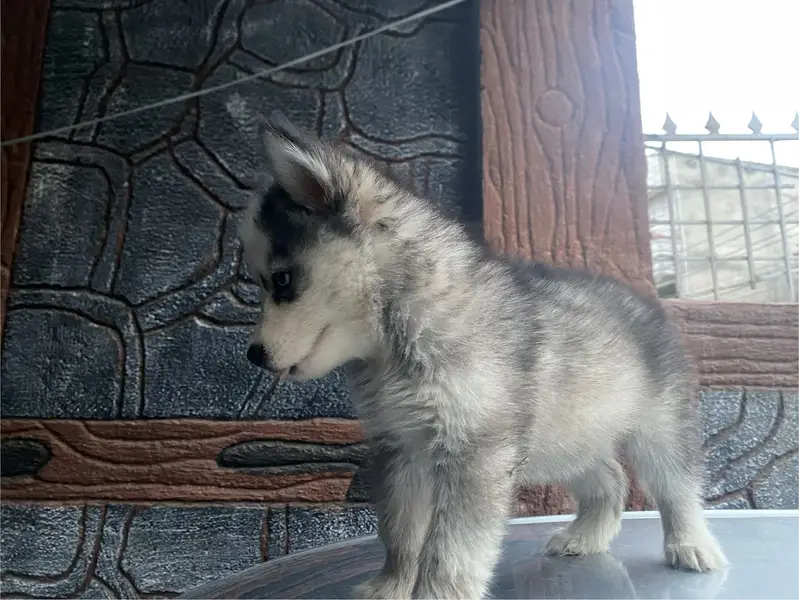 Purebreed Husky Urgent sale — photo 6