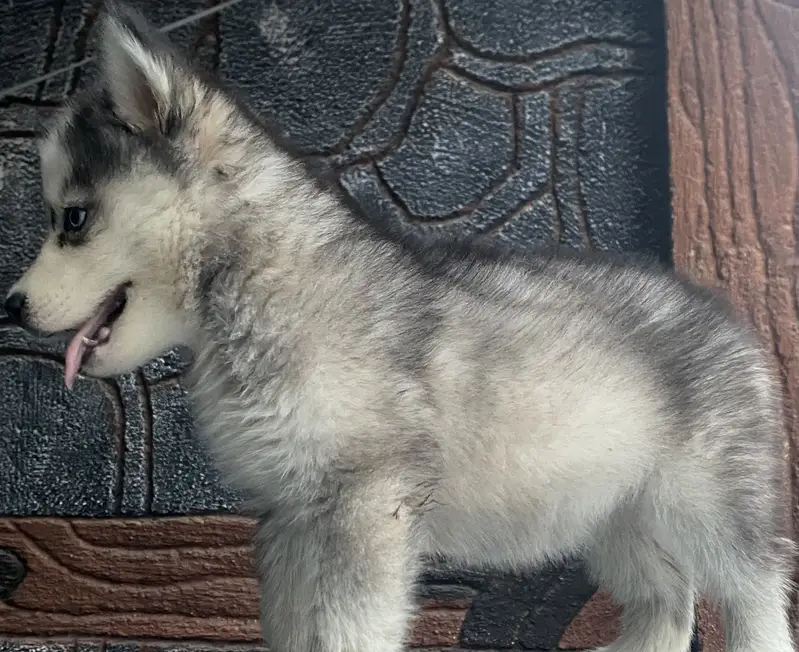 Purebreed Husky Urgent sale — photo 7