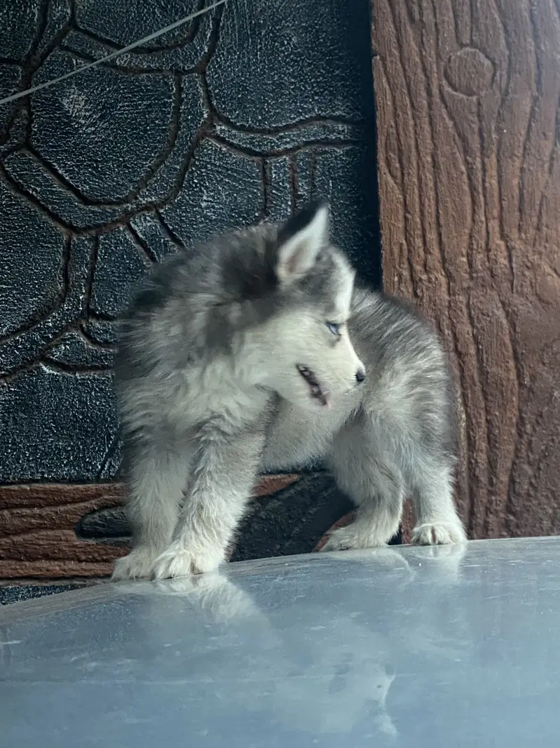 Purebreed Husky Urgent sale — photo 8