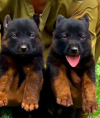 German Shepherd Dabal coat Male and female for sale available