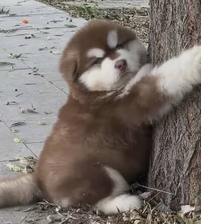 Siberian husky puppies import from Russia