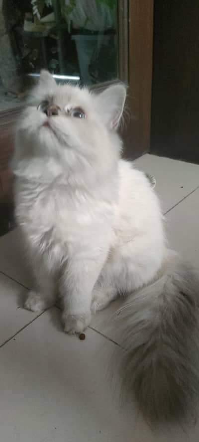 pure Persian Himalayan female cat