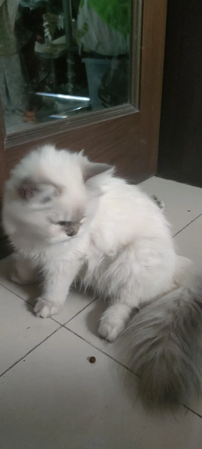 pure Persian Himalayan female cat — photo 2