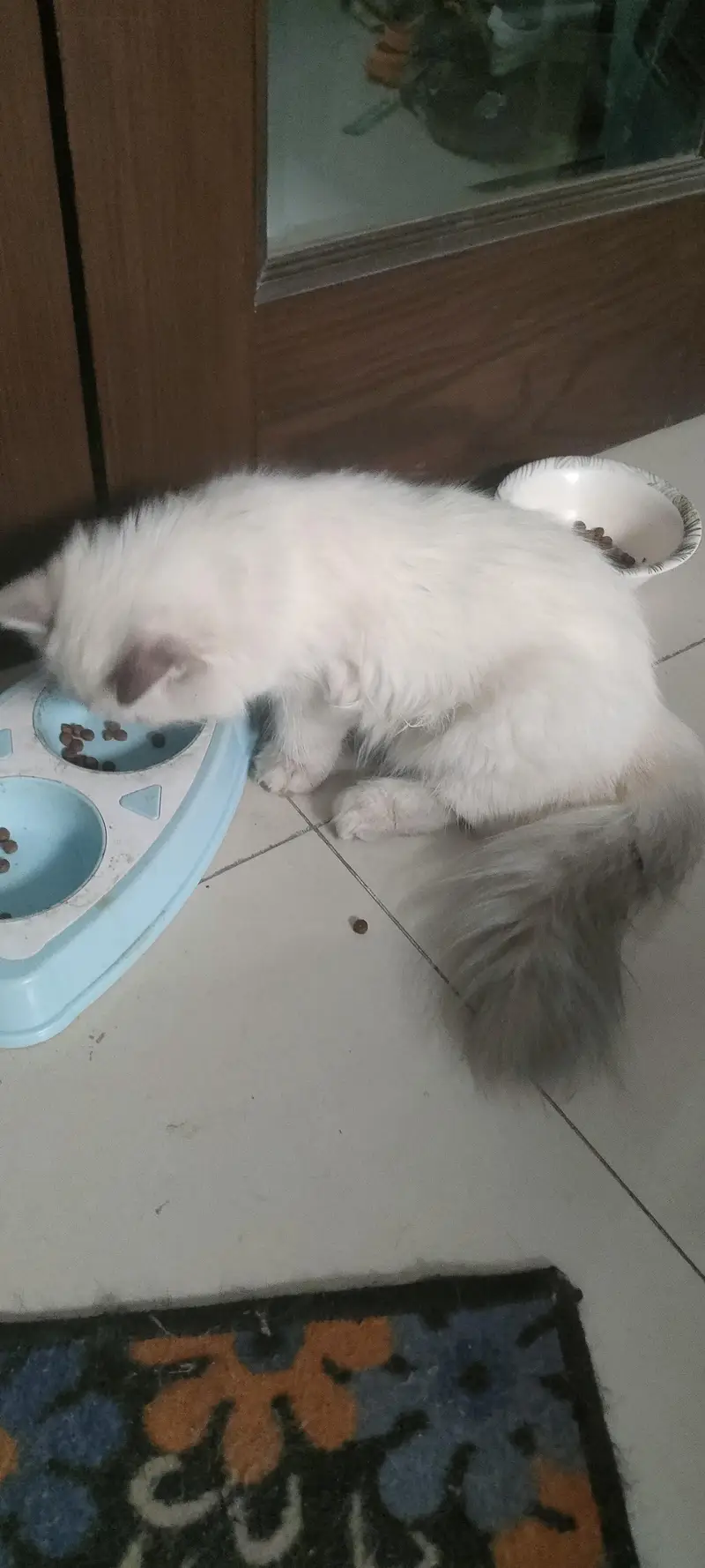 pure Persian Himalayan female cat — photo 3