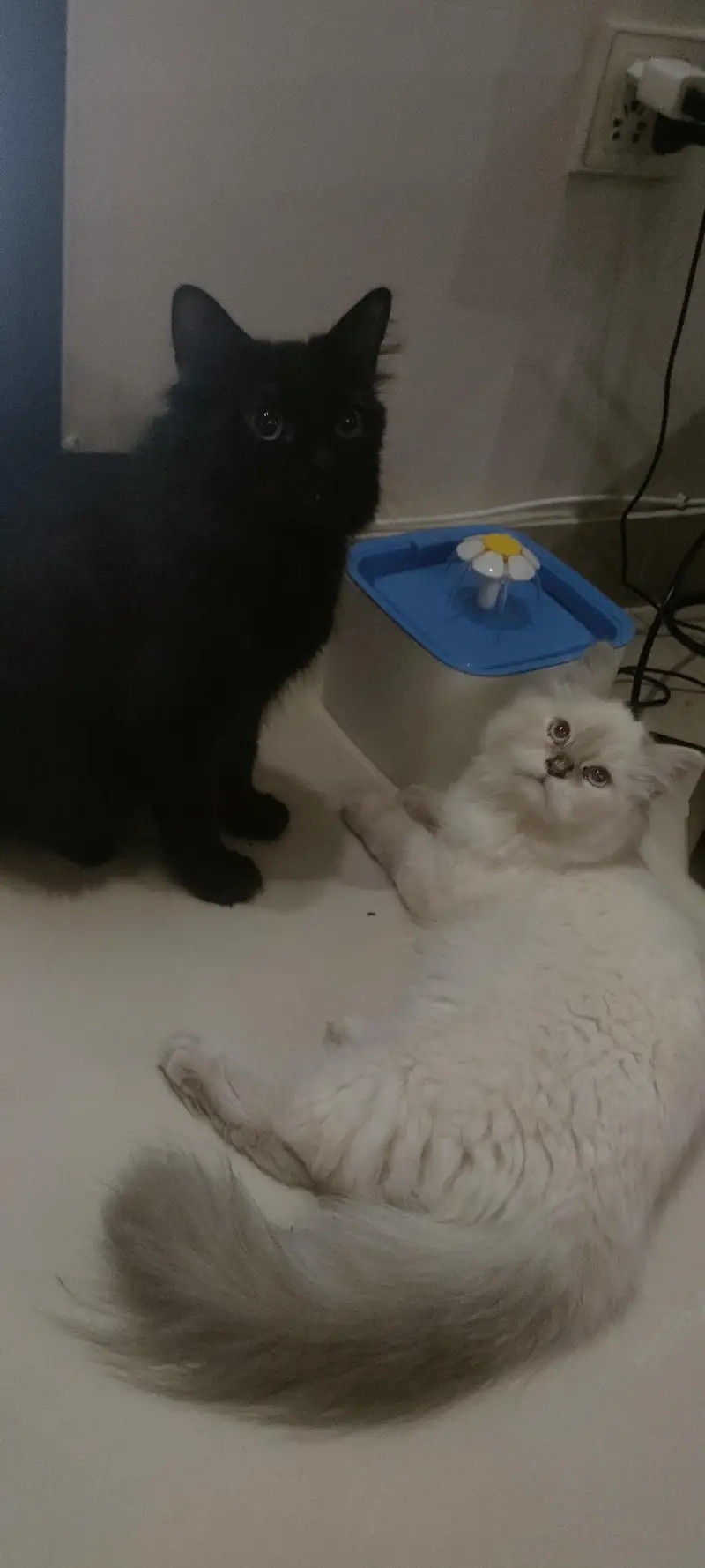 pure Persian Himalayan female cat — photo 5