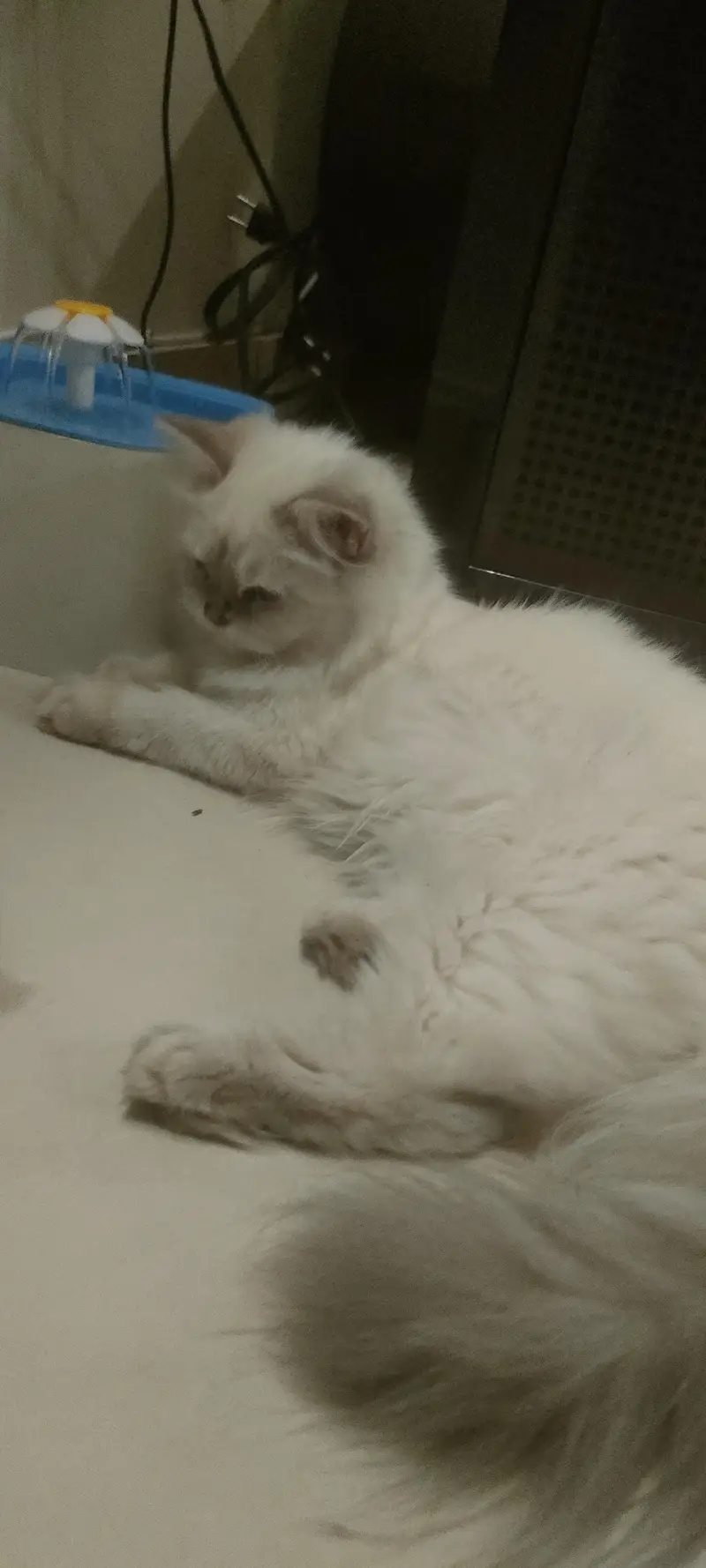 pure Persian Himalayan female cat — photo 7