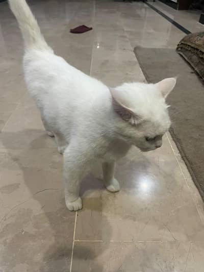 gar ki khobsorti