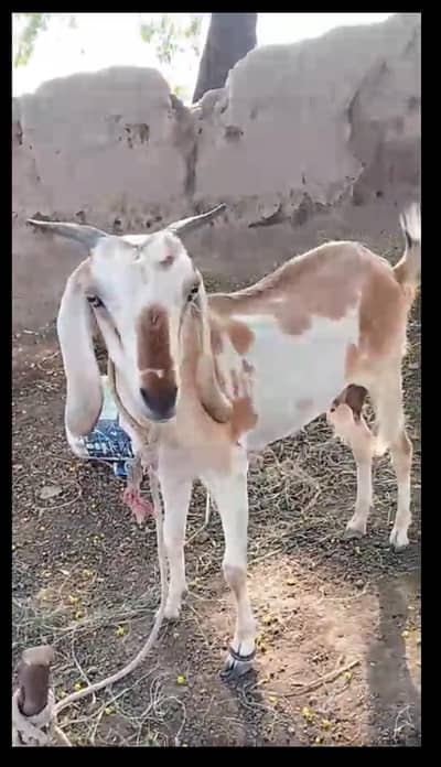 goat for sale