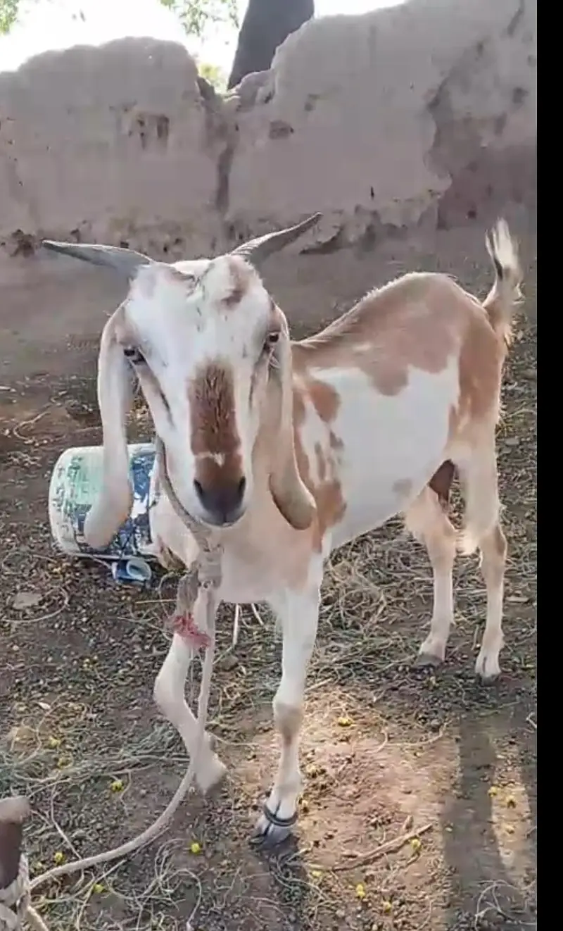 goat for sale — photo 2