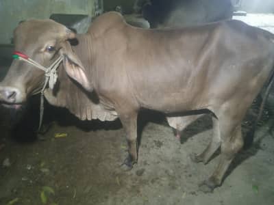 Bachra for sale