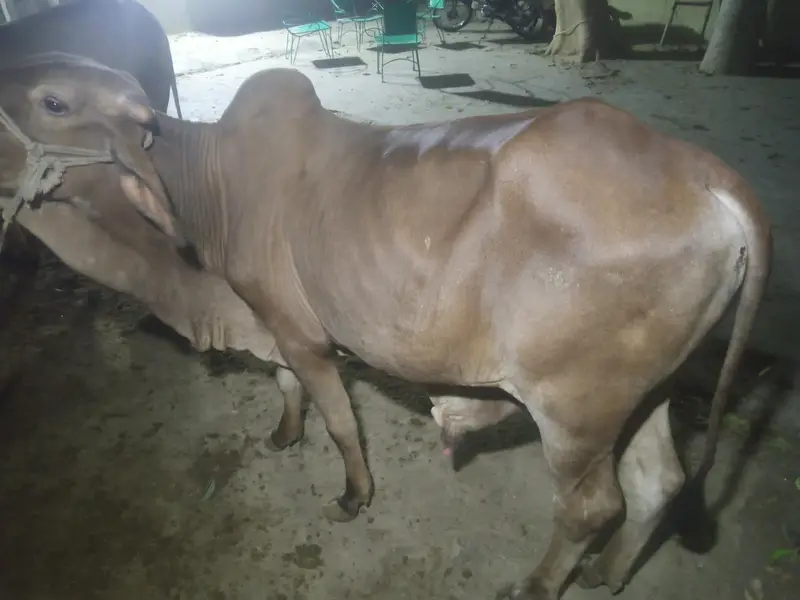 Bachra for sale — photo 3