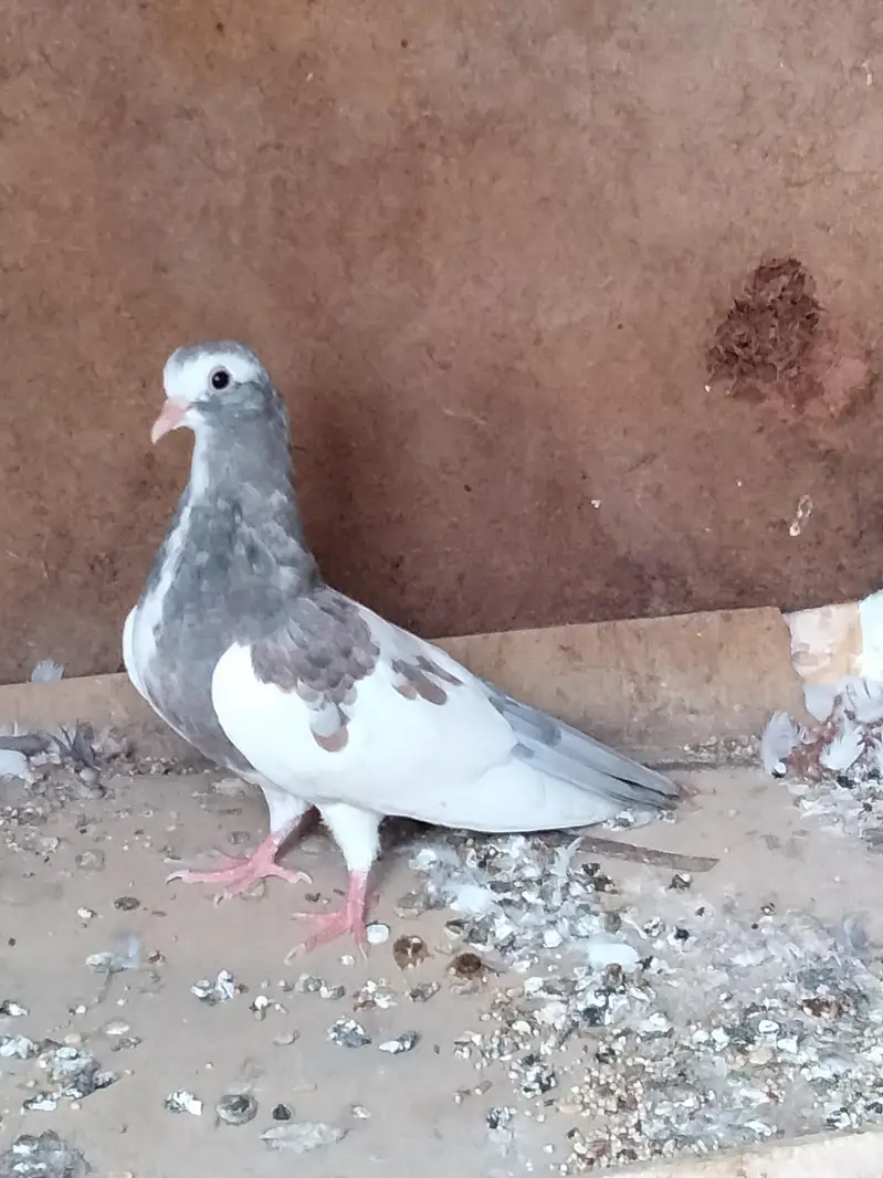 kasni guliar khal phata — photo 2