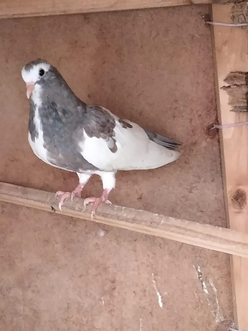 kasni guliar khal phata — photo 5