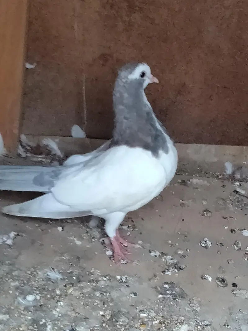 kasni guliar khal phata — photo 6