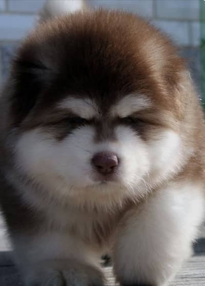 Siberian husky puppies import from Russia