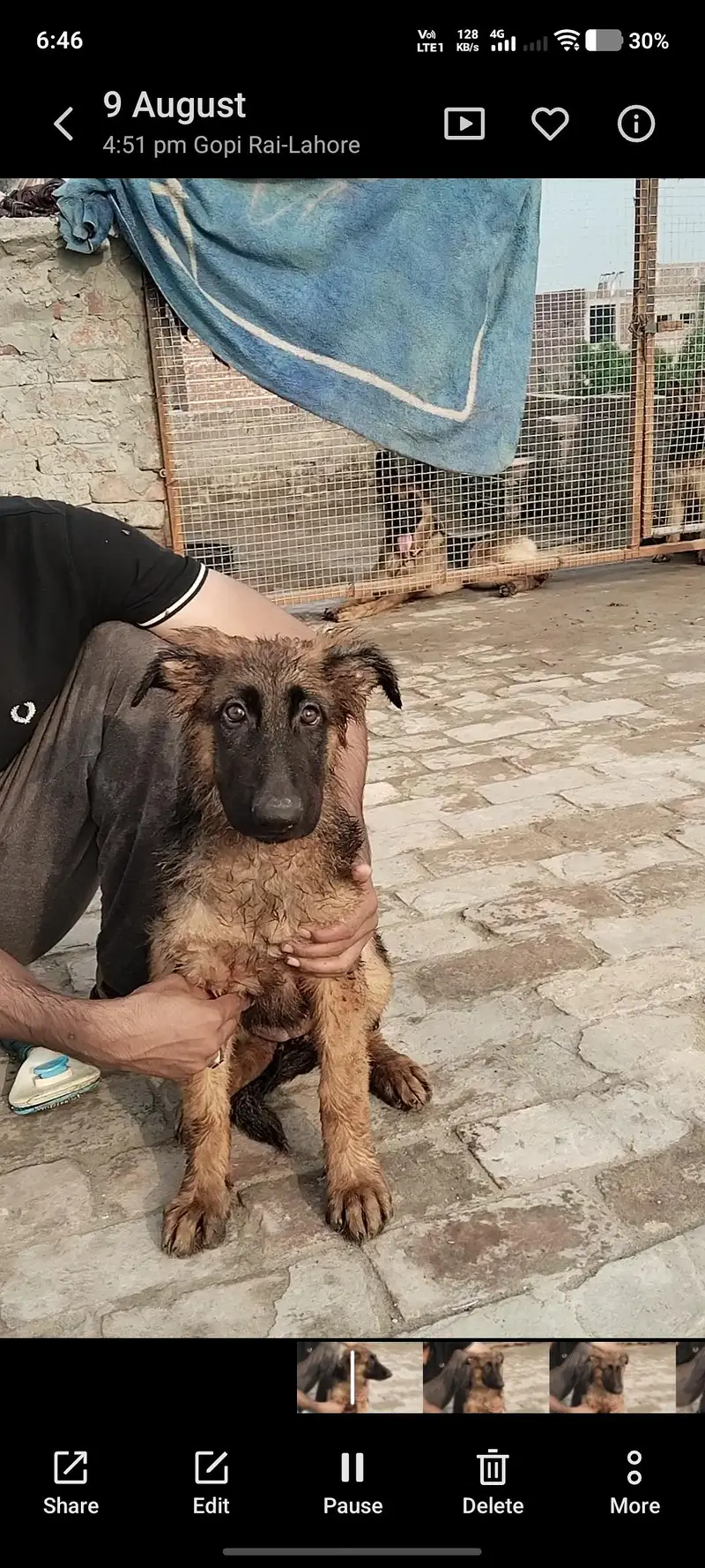 German shepherd puppies female — photo 2