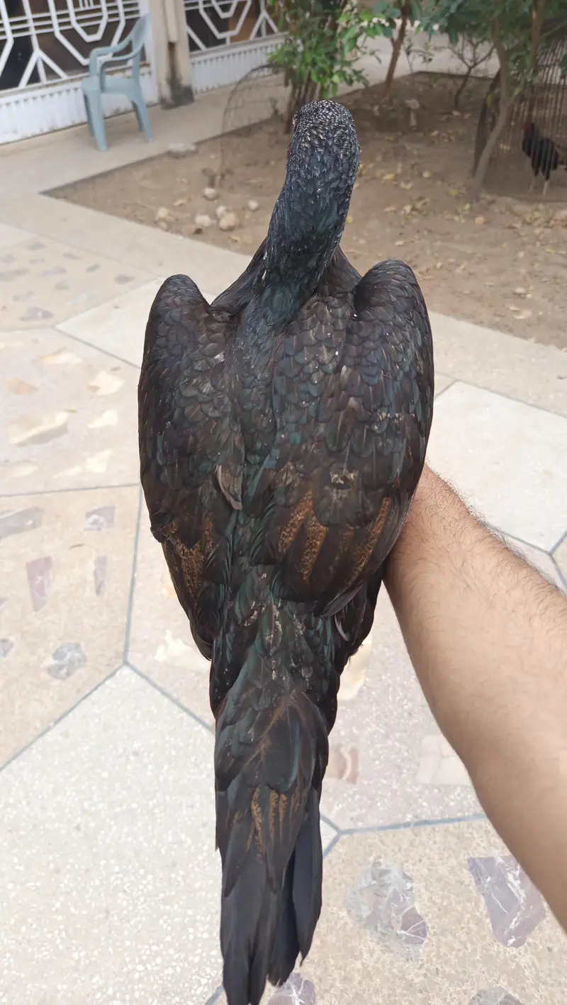 urgent for sale — photo 2
