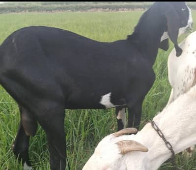 خوبصورت دیسی بکرا اورمکھی چینی پٹھ