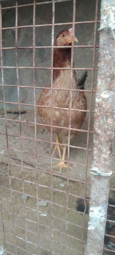 Desi murgi