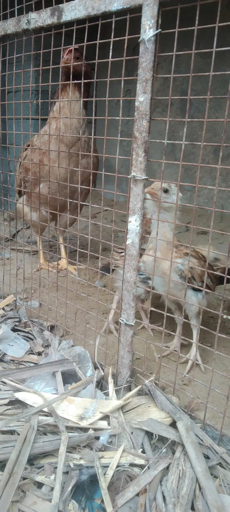 Desi murgi — photo 7