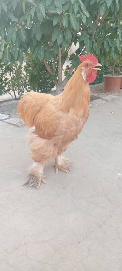 Golden Buff Havy Breeder Male