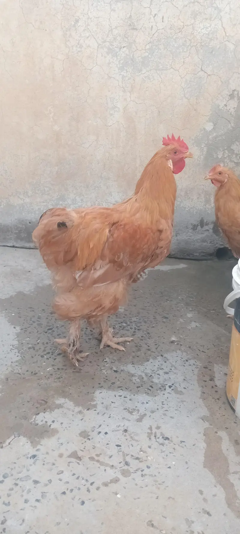 Golden Buff Havy Breeder Male — photo 2