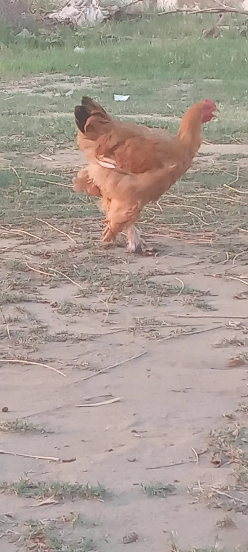 Golden Buff Havy Breeder Male — photo 3