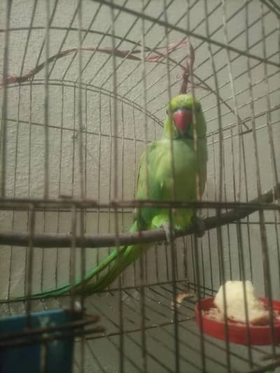 ringneck parrots hand tam