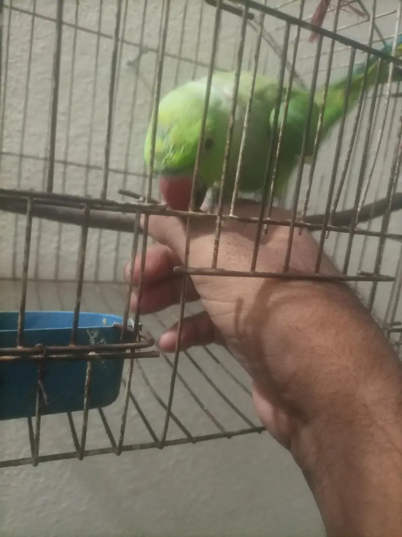ringneck parrots hand tam — photo 2