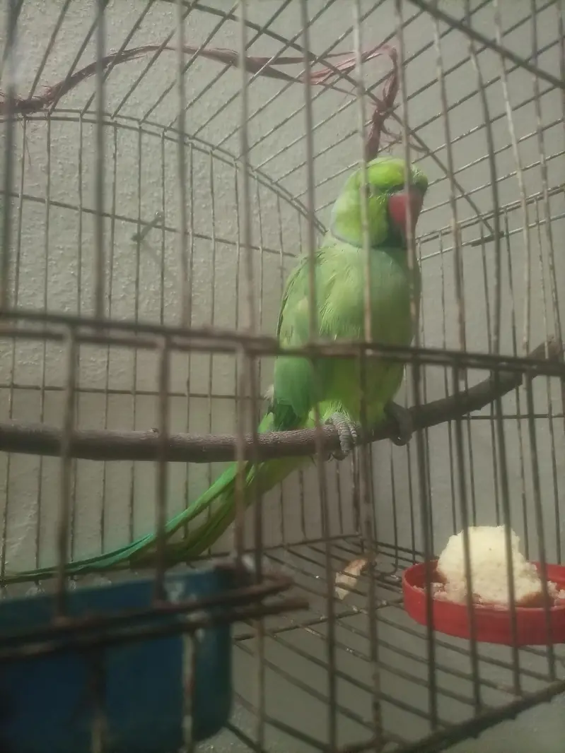 ringneck parrots hand tam — photo 3