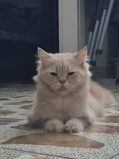 Cute Persian Female CAT