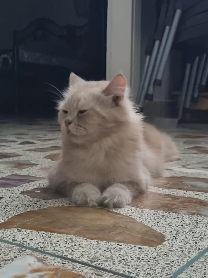 Cute Persian Female CAT (price negotiable) — photo 2