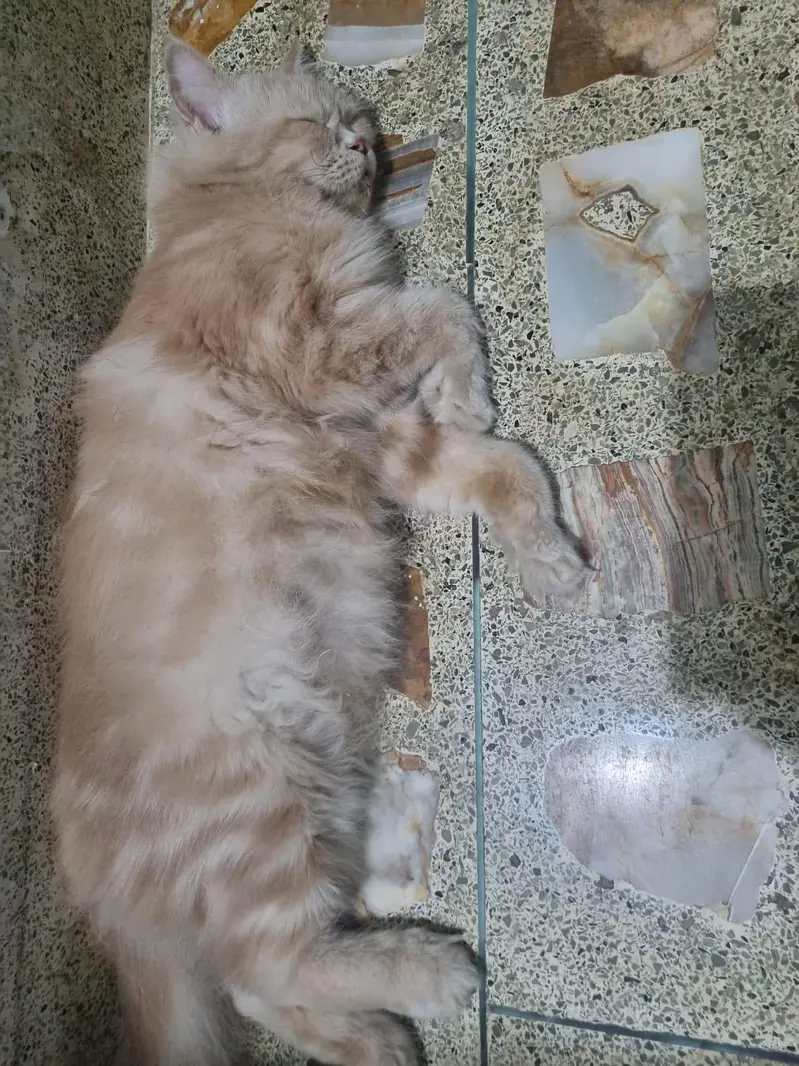 Cute Persian Female CAT (price negotiable) — photo 3
