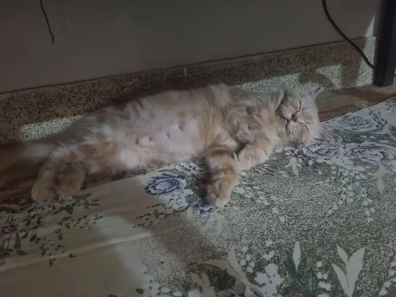 Cute Persian Female CAT (price negotiable) — photo 4