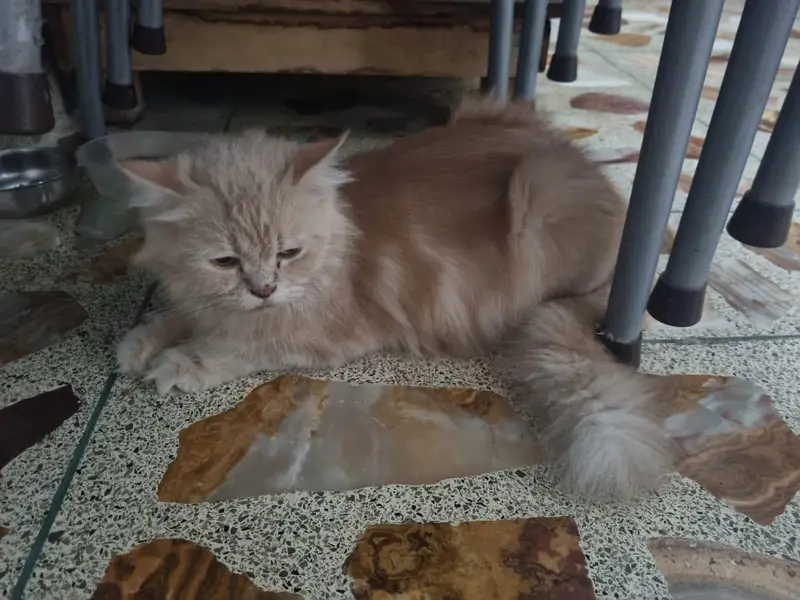 Cute Persian Female CAT (price negotiable) — photo 5