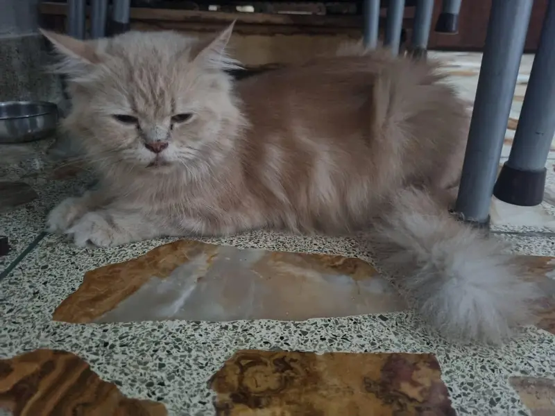 Cute Persian Female CAT (price negotiable) — photo 6
