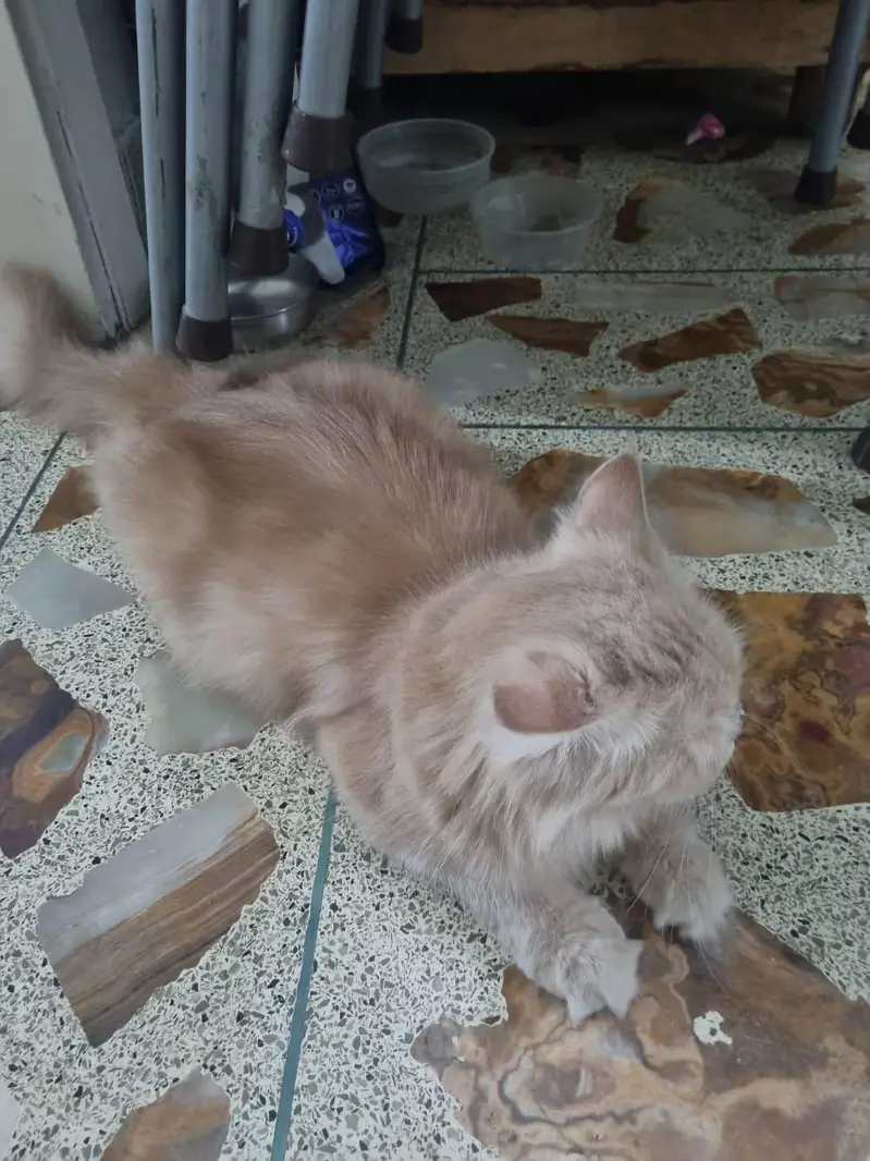 Cute Persian Female CAT (price negotiable) — photo 7