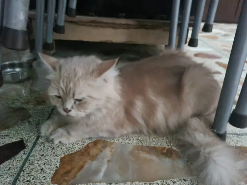 Cute Persian Female CAT (price negotiable) — photo 8