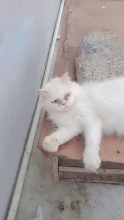 mashaallah pragnite female urgent sale