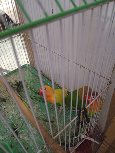 Love Bird