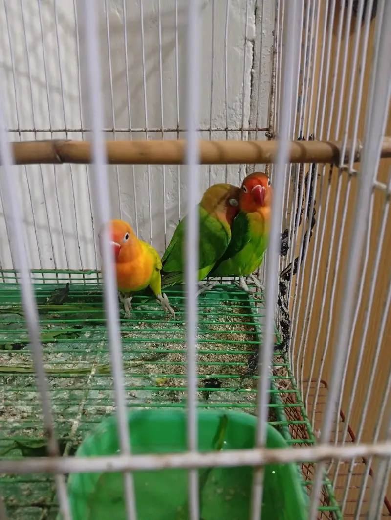 Love Bird — photo 2