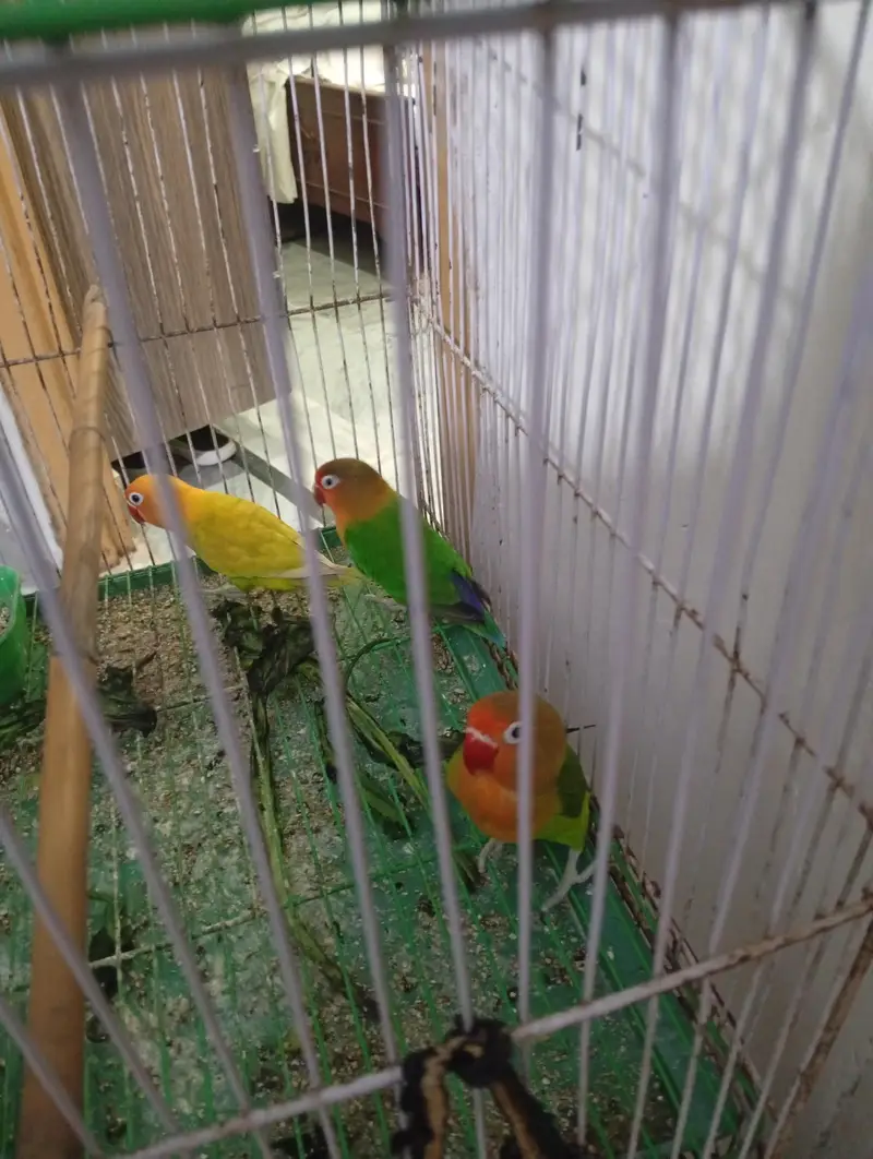 Love Bird — photo 3