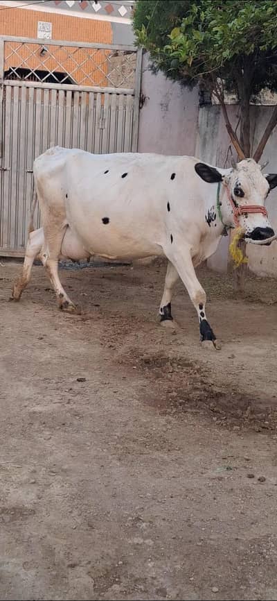 Jersey cow/Gaye for sale 03479088027