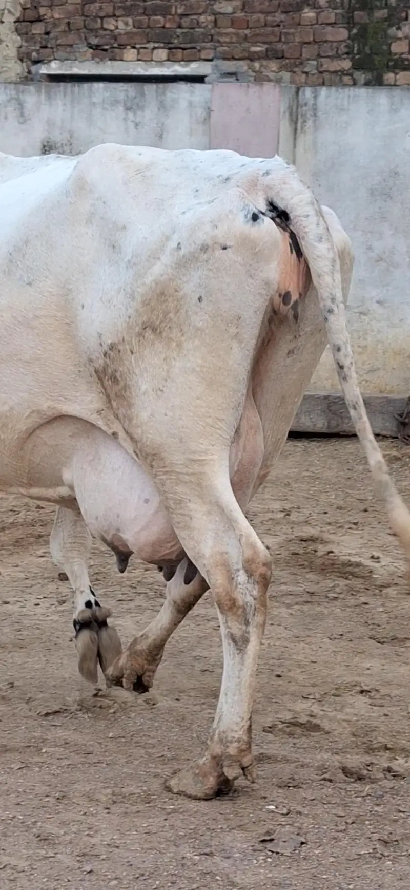 Jersey cow/Gaye for sale 03479088027 — photo 2