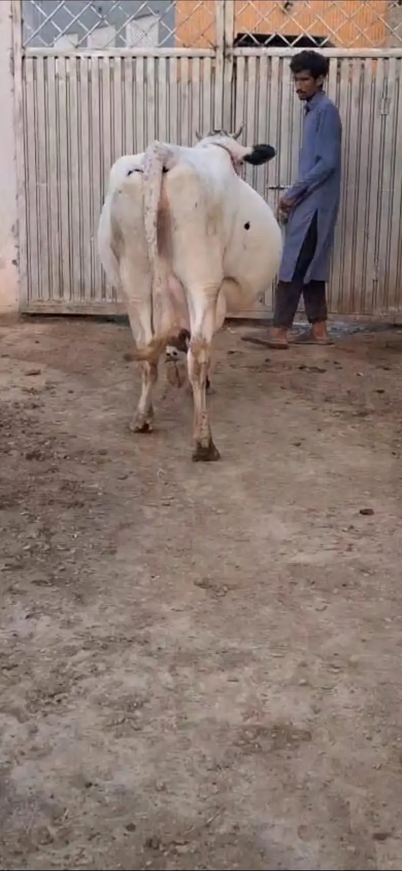 Jersey cow/Gaye for sale 03479088027 — photo 3